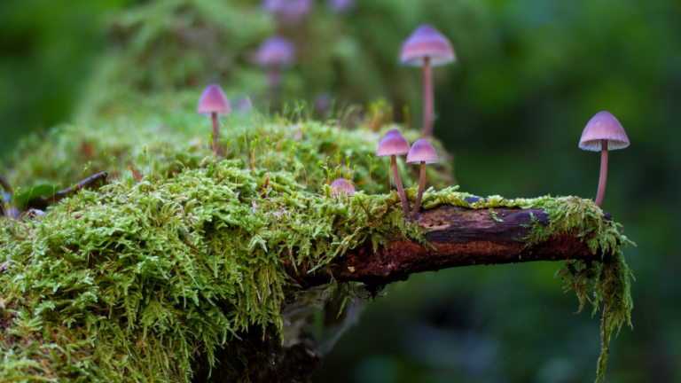 How to Make Shroom Tea in 7 Steps: A Complete Guide for an Enchanting Journey